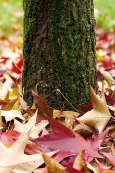 Autumn Tree Trunk