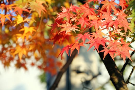Japanese maple in autumn