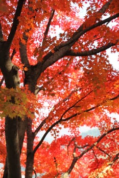 Japanese maple in autumn