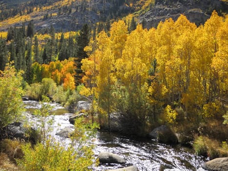 autumn stream