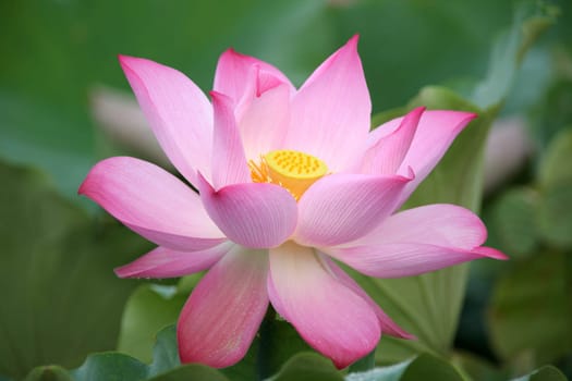 Lotus flower blossom