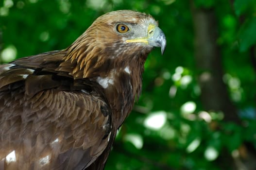 Golden eagle