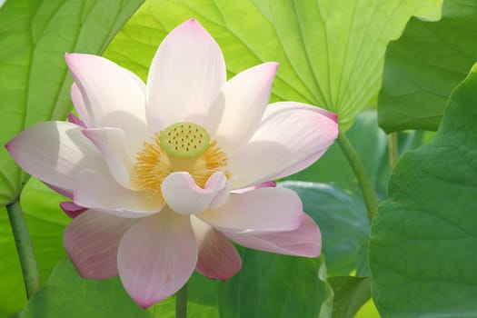 Lotus flower blossom