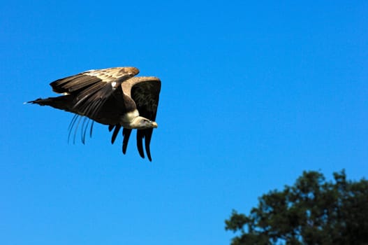 Bald eagle in flight