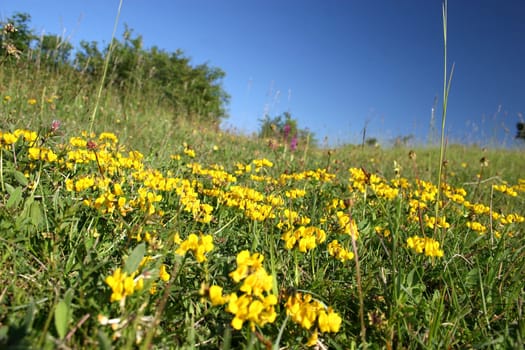 Wild meadow on the Dörnberg near Kassel