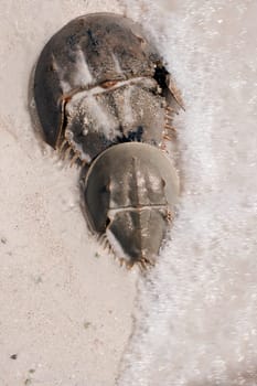 Horseshoe crabs (Limulus)