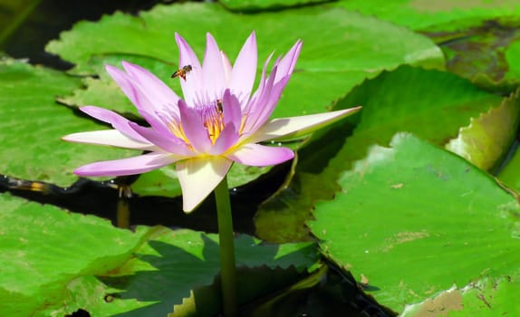 Capensis Water Lily