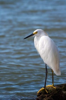 Kuhreiher Cattle Egret