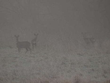 Deer in the fog