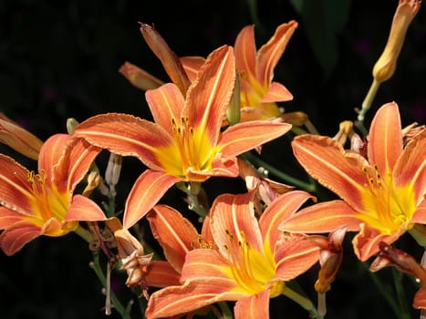 Daylilies