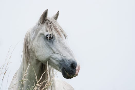 Head of white horse