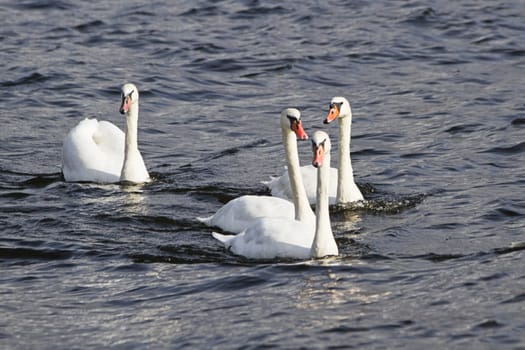 Young mute swans swimming on the river