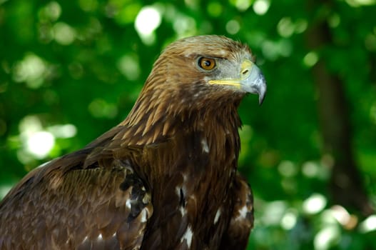 Golden eagle