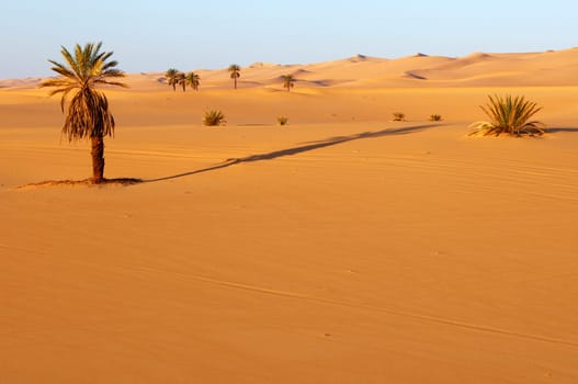 Desert Vegetation,Sahara,Libya
