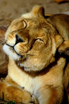 Lion