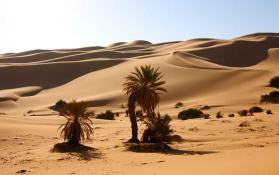 Desert Vegetation,Sahara,Libya
