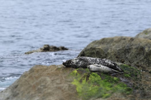 Seal