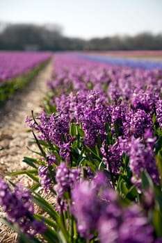 Hyacinths in Holland