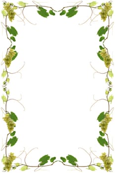 Vines