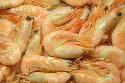 Cooked atlantic prawns