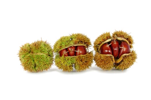 Chestnuts inside husk isolated on white