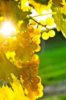 Yellow grapes
