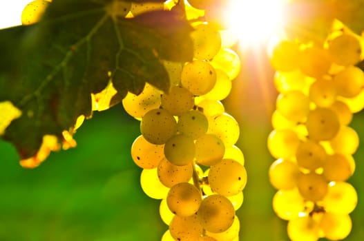 Yellow grapes