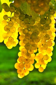 Yellow grapes