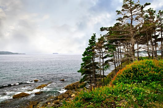 Atlantic coast in Newfoundland