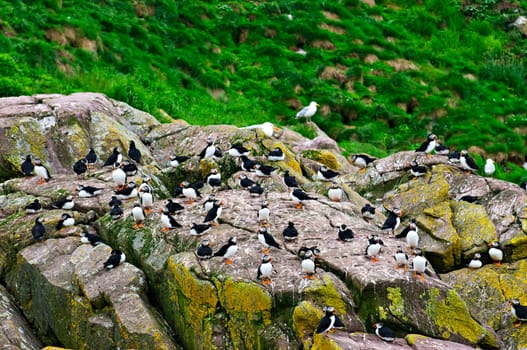 Puffins on rocks in Newfoundland