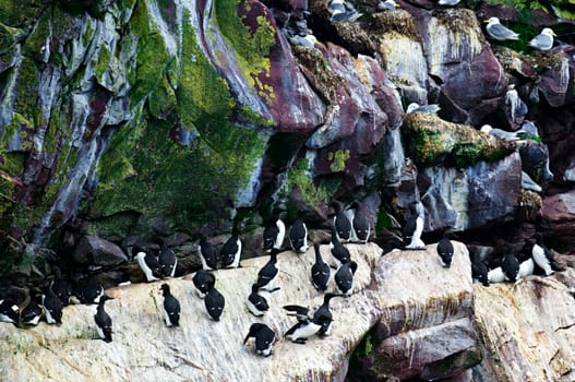 Birds at Cape St. Marys Ecological Bird Sanctuary in Newfoundland