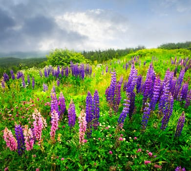 Purple and pink garden lupin flowers