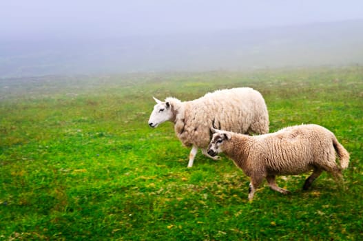 Sheep in Newfoundland