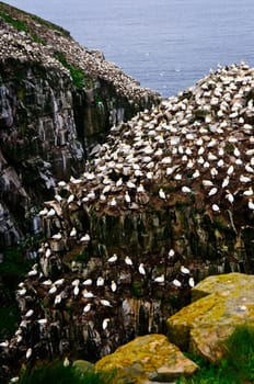 Cape St. Marys Ecological Bird Sanctuary in Newfoundland