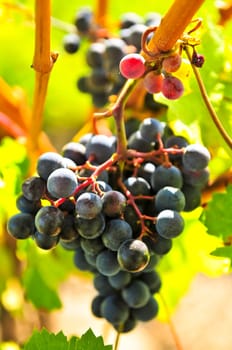 Red grapes