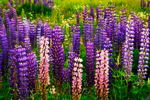 Purple and pink garden lupin flowers