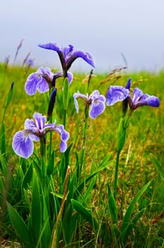 Blue flag iris flowers