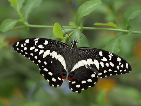 Citrus Butterfly