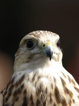 Saka Falcon