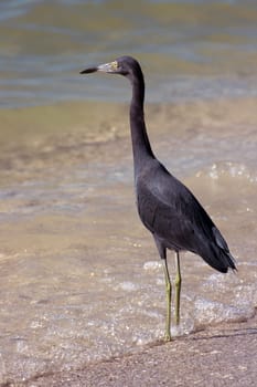 Little blue heron