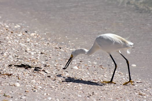 Kuhreiher Cattle Egret