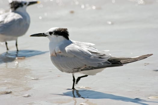 Sandwich tern