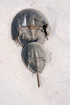 Horseshoe crabs (Limulus)