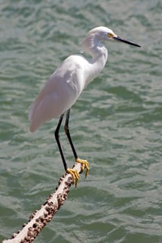 Kuhreiher Cattle Egret