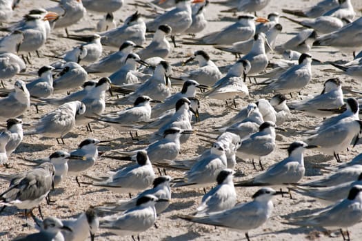Sandwich terns