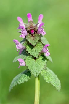 Lamium purpureum
