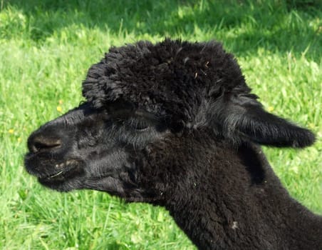 A black alpaca