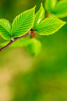 Green spring leaves