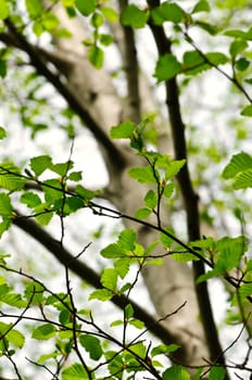 Elm tree in spring