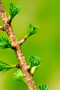 Green spring needles